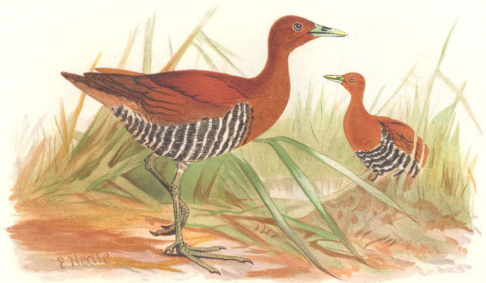INDIAN GAME BIRDS. Andamanese Banded Crake (Euryzona Canningi). FINN 1915
